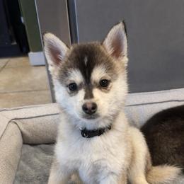 (Astro)naut - Tri-color male Pomsky puppy in Valparaiso, Indiana from Valparaiso Pomskys