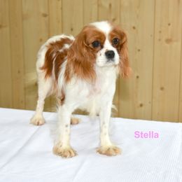 Stella - Cavapoo