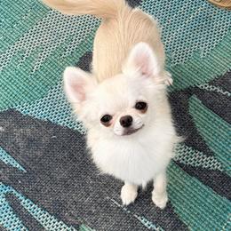 Jack - Chihuahua