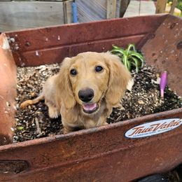 Sadie - Cream female Dachshund puppy in Mountain Grove, Missouri from Boot Scootin Pups