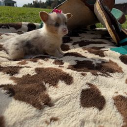 Moon - Blue female Pembroke Welsh Corgi puppy in Hillsville, Virginia from Bonderosa Kennels