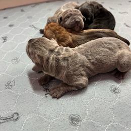 Thor - Gray brindle male Cane Corso puppy in Pollock Pines, California from Capitol City Cane Corso