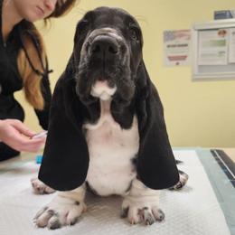 Chance - Black and white male Basset Hound puppy in Surprise, Arizona from Howlin Hounds