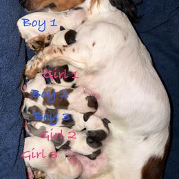 Girl 1 - Piebald female Dachshund puppy in Port Charlotte, Florida from Cloud Nine Ranch Bullies