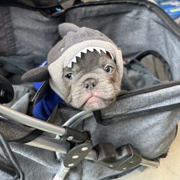 French Bulldog Puppies from Fancy Frenchies