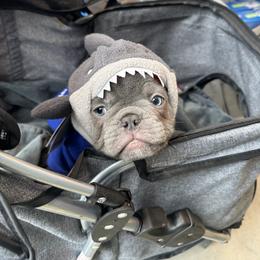 French Bulldog Puppies from Fancy Frenchies