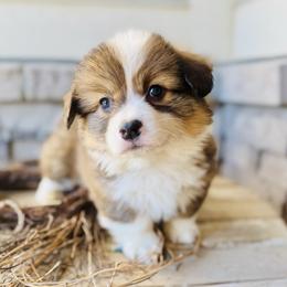 Casper-Light blue collar - Sable male Pembroke Welsh Corgi puppy in Benjamin, Utah from Nuna’s  Corgis