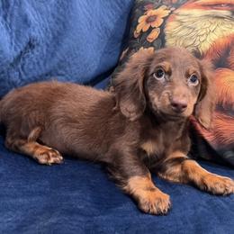 Rollo - Chocolate and tan male Dachshund puppy in Cabool, Missouri from Dachshund's of Country Magic Farms in Missouri