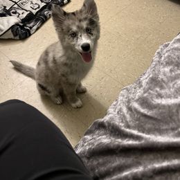 Pomsky Puppies from Urban Sky Kennel