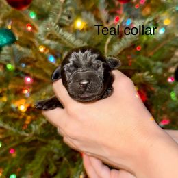 Boy 2 - Black male Labrador Retriever puppy in Brooksville, Florida from Lonestar Labradors C&E