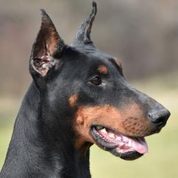 Katana - Doberman Pinscher