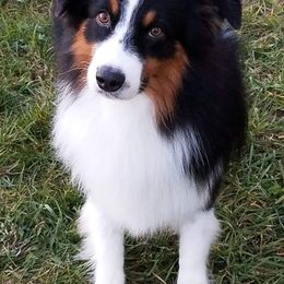 Australian Shepherds from Lace Creek Ranch