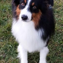 Australian Shepherds from Lace Creek Ranch
