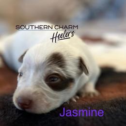 Jasmine - Red speckled female Australian Cattle Dog puppy in Floyd, Virginia from Southern Charm Heelers