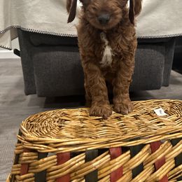 Goldendoodle Puppies from Colorado Dreamin Doodles