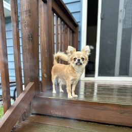 Maggie - Chihuahua