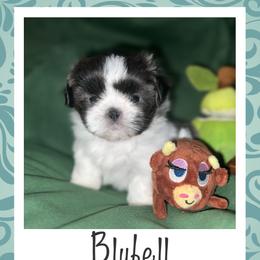 Shih Tzu Puppies from Lavender Lane Tzus