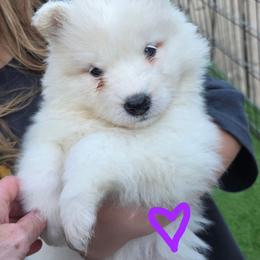 Purple girl - White and biscuit female Samoyed puppy in Elwell, Michigan from Limelight Samoyeds