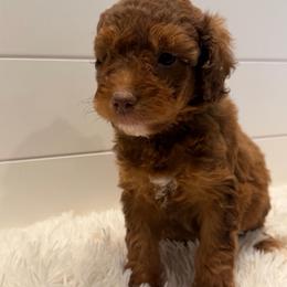 Brown Collar Mini Boy - Phantom male Goldendoodle puppy in San Augustine, Texas from Vintage Doodles