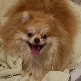 Poppy - Pomeranian