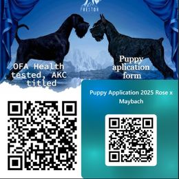 Giant Schnauzer puppies from Preston Schnauzers