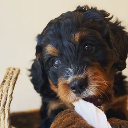 Bernedoodles from Copperstone Bernedoodles
