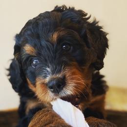 Bernedoodles from Copperstone Bernedoodles