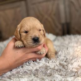 3rd pick females - Golden female Golden Retriever puppy in Colville, Washington from Columbia Ridge Goldens