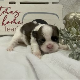 Theodore-Theo - Tricolor male Shih Tzu puppy in Ross County, Ohio from Ashville Shih Tzu Chalet