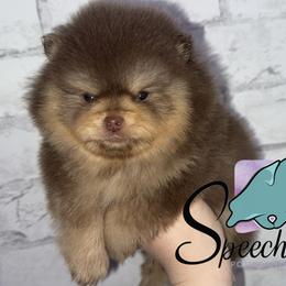 Frost - Chocolate and tan male Pomeranian puppy in Perry County, Ohio from Speechless Pom’s
