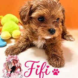 Fifi - Brown female Maltipoo puppy in Concord, California from Puppy Boutique