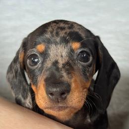 Cleo - Dapple female Dachshund puppy in Richmond, Kentucky from Cemcade Dachshunds