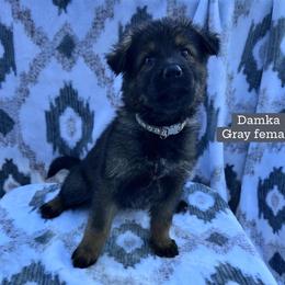 Damka - Sable female German Shepherd puppy in New Cambria, Missouri from Des Hausraben Shepherds