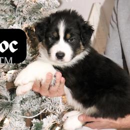 Doc - Black tri-color male Australian Shepherd puppy in Keytesville, Missouri from Dogwood Lane Canine