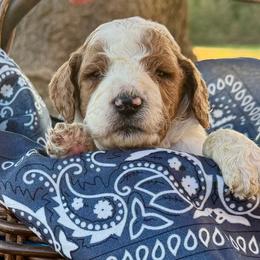 Gray - Parti male Goldendoodle puppy in Celina, Texas from Kennedy Doodles