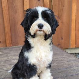 Loretta - Australian Labradoodle
