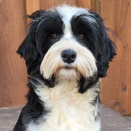 Loretta - Australian Labradoodle