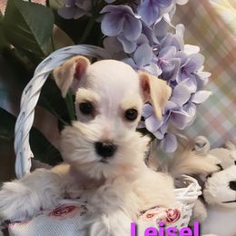 Miniature Schnauzer Puppies from Mountain View Schnauzers