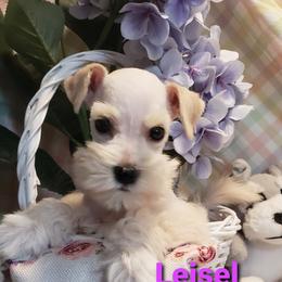 Miniature Schnauzer Puppies from Mountain View Schnauzers