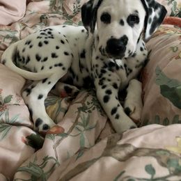 Dalmatian Puppies from Revere Dalmatians