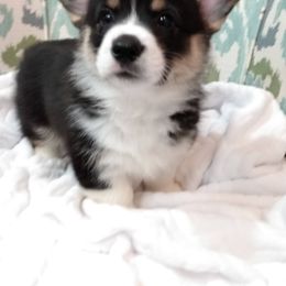 Pembroke Welsh Corgi Puppies from Princess Zelda Corgis