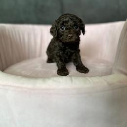 Margaret (CHOCOLATE) - Chocolate female Cavapoo puppy in Thorndale, Texas from Hattie’s Texas Cavapoos