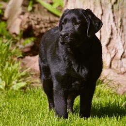 Labrador Retrievers from Big Sky Labradors