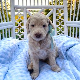 Archie- dark blue - Apricot male Goldendoodle puppy in Carlton, Minnesota from Lakeside Doodles MN
