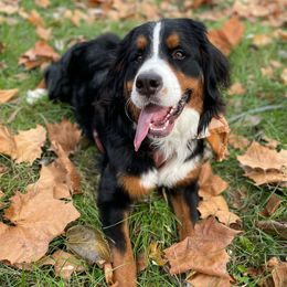 Canela - Bernese Mountain Dog