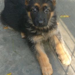Berger Blanc Suisse and German Shepherd Puppies from Vom Hundhaus  Shepherds