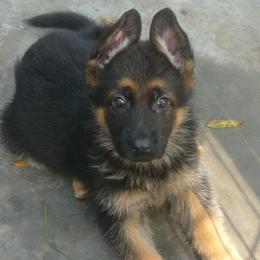 Berger Blanc Suisse and German Shepherd Puppies from Vom Hundhaus  Shepherds