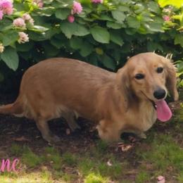 Cynane - Dachshund