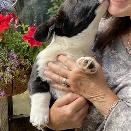 ZZ Top - Black and white male Cardigan Welsh Corgi puppy in Brookings, Oregon from Dragonfly Cardigans