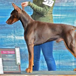 Doberman Pinscher Puppies from Sun Country Dobermanns